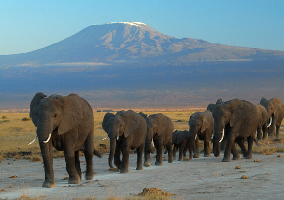 elefanti ad amboseli