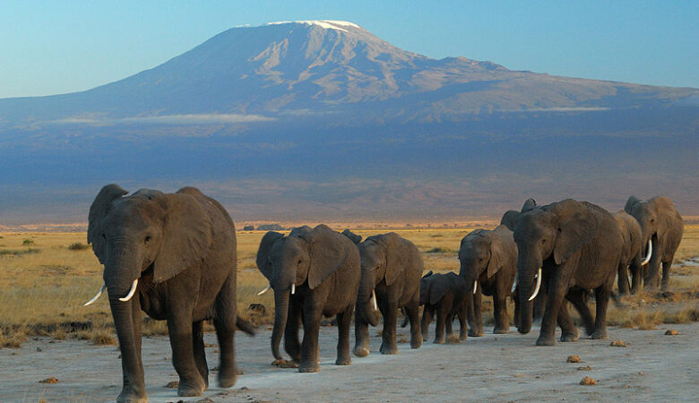 elefanti ad amboseli