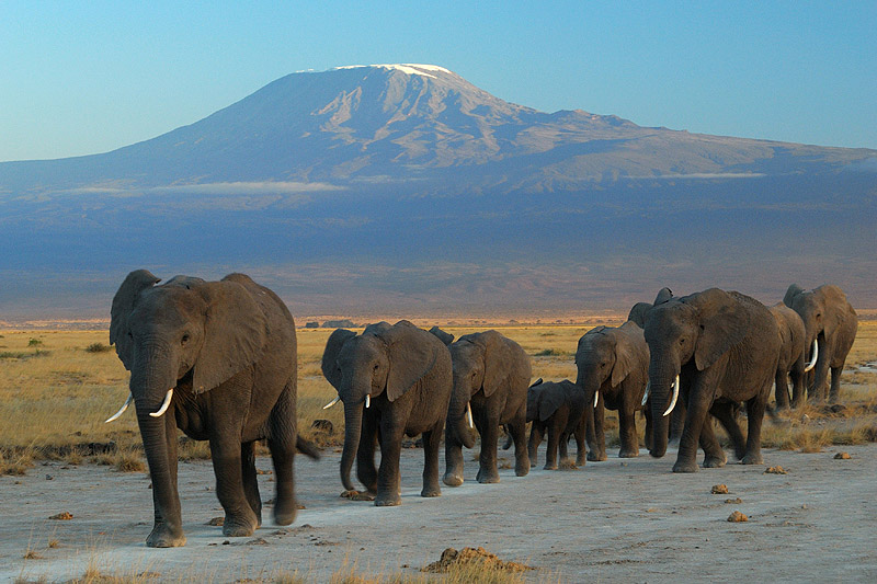 Amboseli