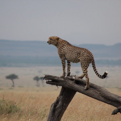 Amboseli