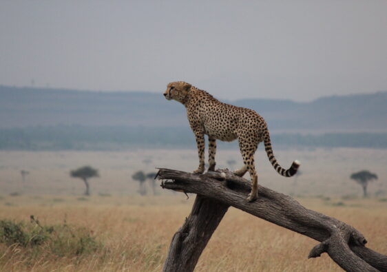 leopardo al parco masai mara