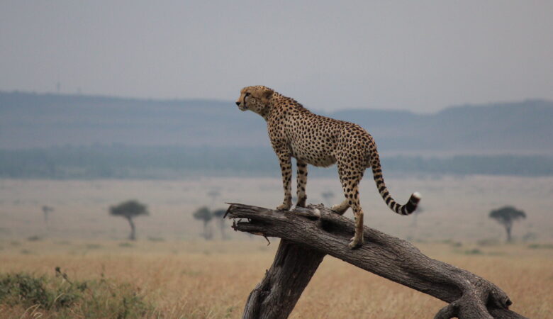 leopardo al parco masai mara