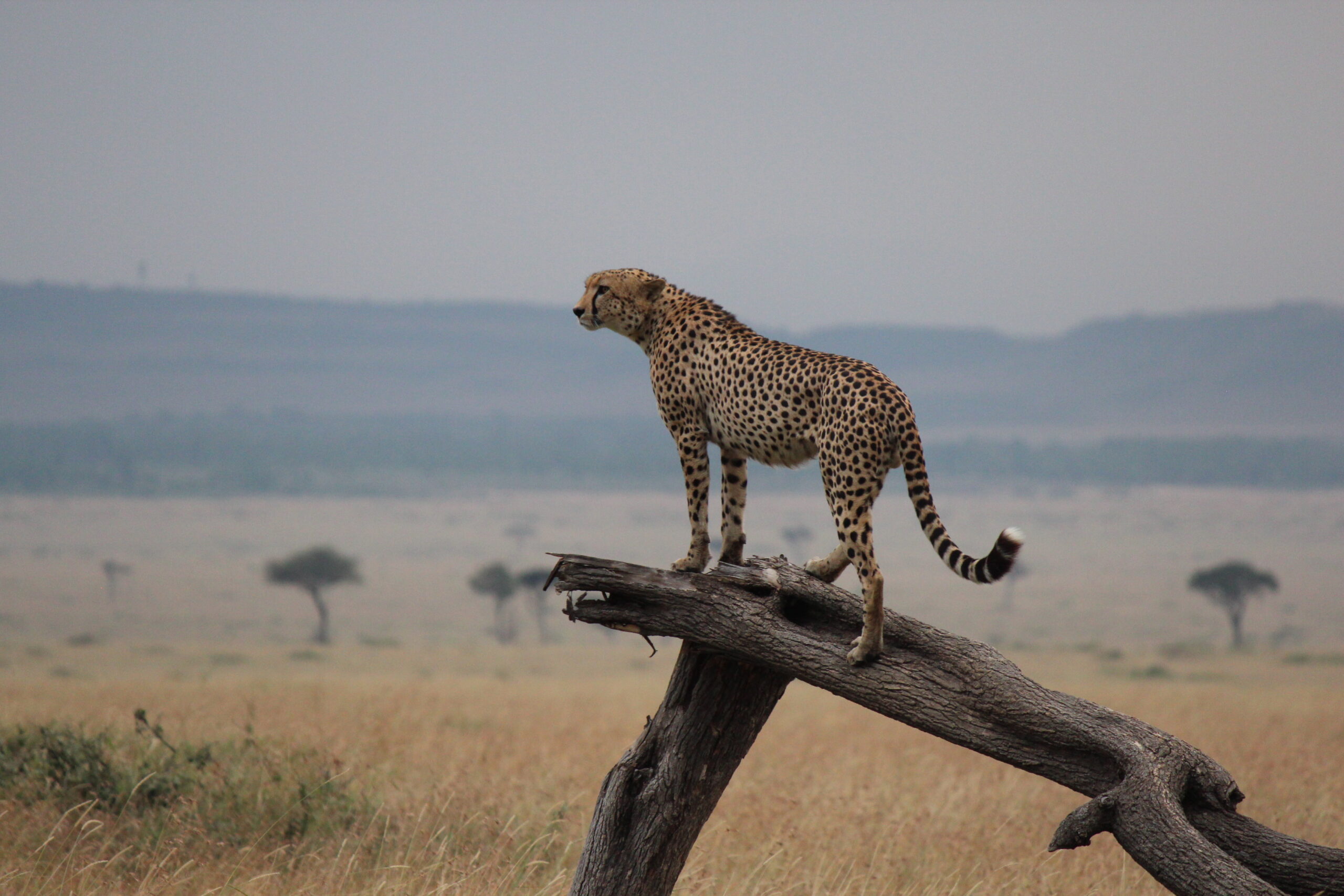 Masai Mara